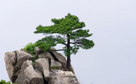 The Mystical Power of Pine Trees: An Eternal Symbol in Chinese Culture and Feng Shui