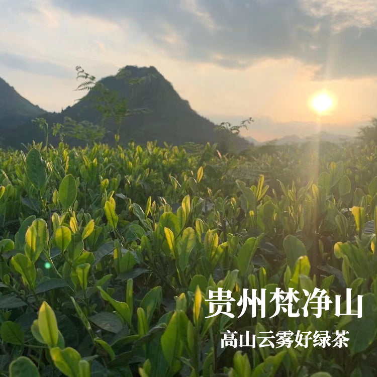 Blase Meridian Unblocked | China Guizhou Fanjing Mountain Broad Bean Milchgrüne Tee