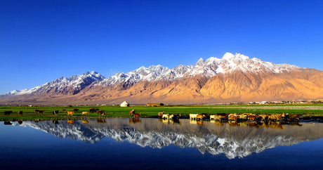 The Vibrant Life of Uyghurs: Music, Food, and Traditions in Xinjiang, China-Cover Image