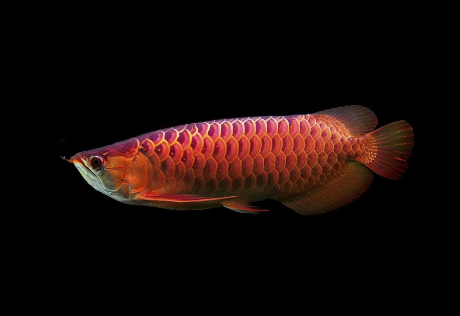 Arowana: A symbol of wealth and prosperity