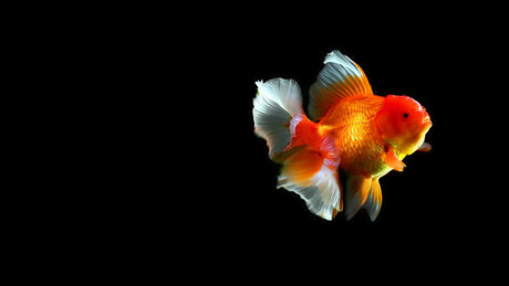 The Symbolism and Feng Shui Meaning of Goldfish in Chinese Culture
