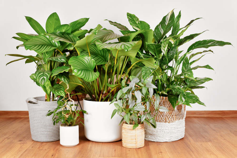 7 Lucky Indoor Plants for Your Home According to Feng Shui – And Ones to Avoid