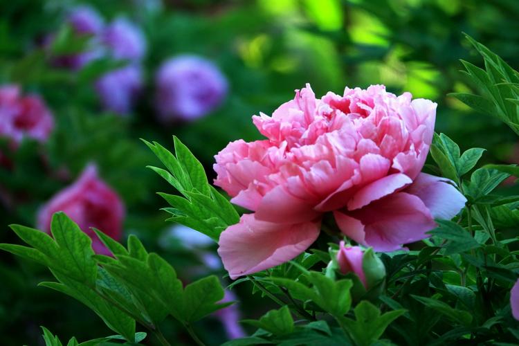 Peonies in Chinese Culture and Feng Shui: History, Symbolism, and Application