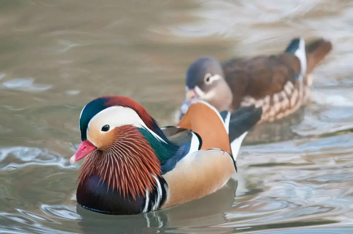 Mandarin ducks symbolize eternal love in Chinese culture and Feng Shui